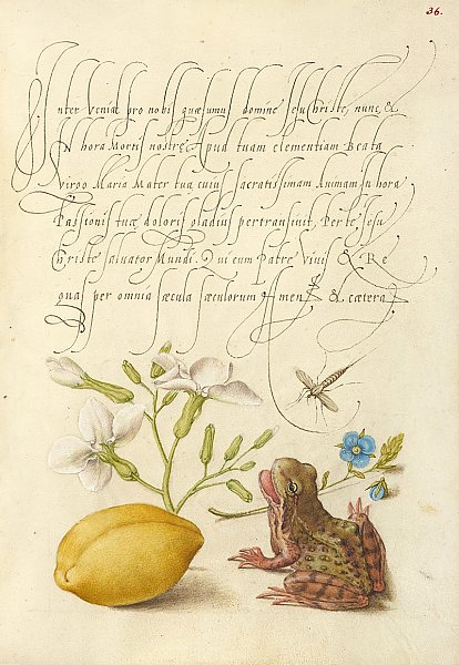 Gillyflower, Insect, Germander, Almond, and Frog