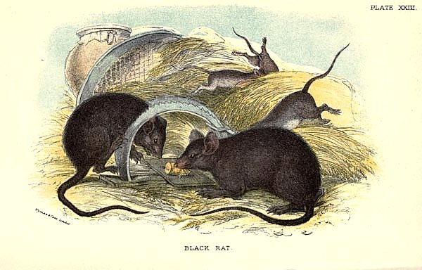 BRITISH MAMMAL 1896 BLACK RAT