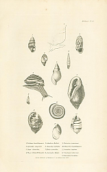 Постер Bulimus Guadalupensis, Lymnaeus stagnalis, Pupa striatella, Physa Novae-Hollandiae 1