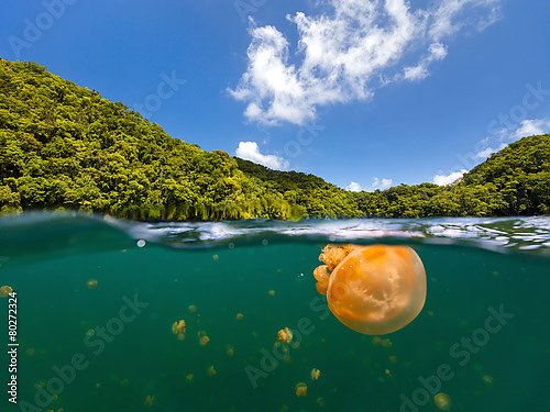Медузы у берегов Австралии