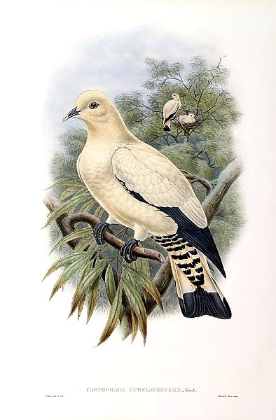 Yellow-tinted White Fruit-Pigeon - Carpophaga subflavescens