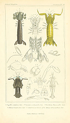 Постер Crustacea №1