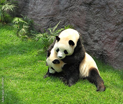 Две играющие панды