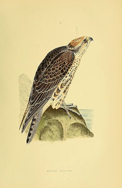 Saker Falcon
