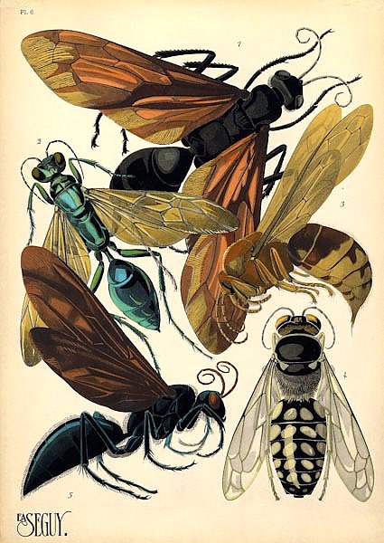 Insects by E. A. Seguy №17