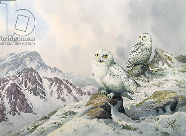 Pair of Snowy Owls in the Snowy Mountains, Australia