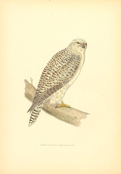 Greenland Jer-Falcon