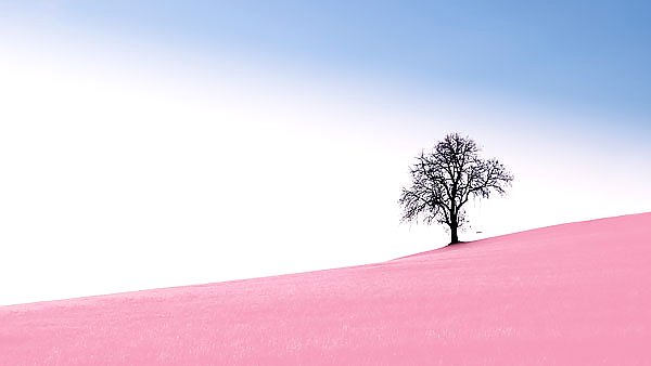Дерево на розовом поле