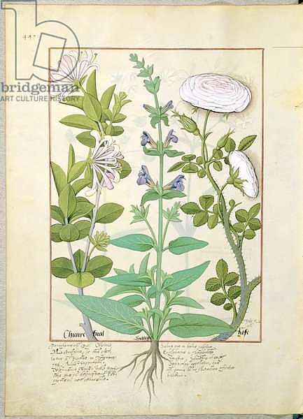 Ms Fr. Fv VI #1 fol.133v Honeysuckle, Sage and Rose, c.1470