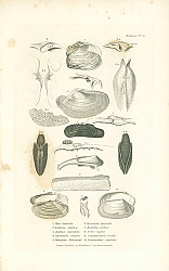 Постер Mya truncata, Lutraria elliptica, Anatina hispidula, Glycimeris siliqua, Panopaea Aldrovandi 1