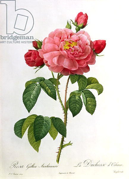 Rosa Gallica Aurelianensis, engraved by Eustache Hyacinthe Langlois