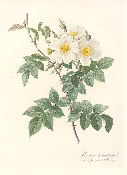 Rosa Brevistyla Leucochroa