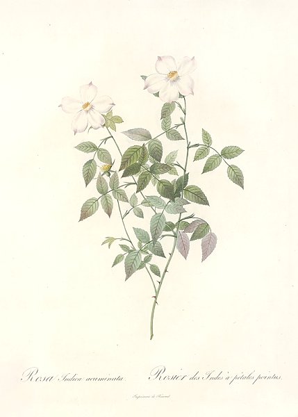 Rosa Indica Acuminata