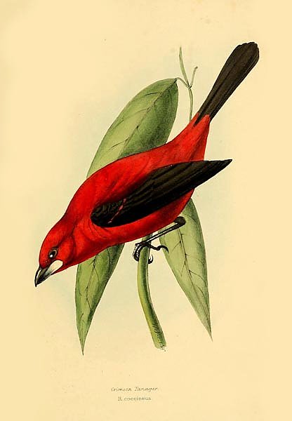 Crimson Tanager