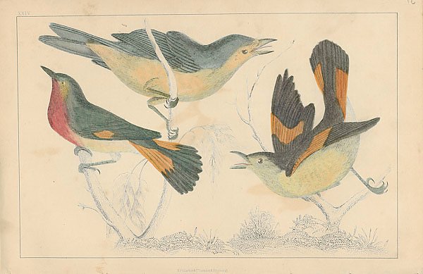 Постер Birds 6