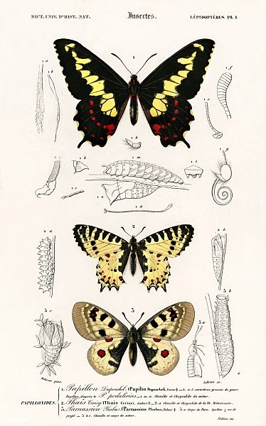 Разные виды бабочек 6
