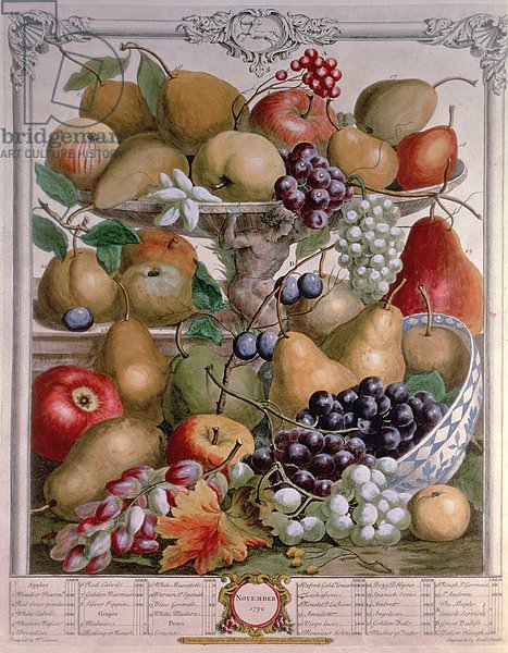 November, from 'Twelve Months of Fruits', by Robert Furber engraved by James Smith, 1732