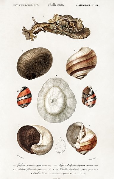 Разные виды раковин моллюсков 3