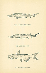Постер The Common Sturgeon, The Lake Sturgeon, The Spotted Cat-fish