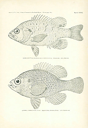 Постер Chaenobryttus Gulosus (Cuvier & Valenciennes), Lepomis Symmetricus Forbes 1