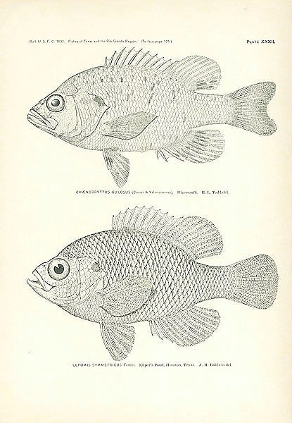 Chaenobryttus Gulosus (Cuvier & Valenciennes), Lepomis Symmetricus Forbes 1