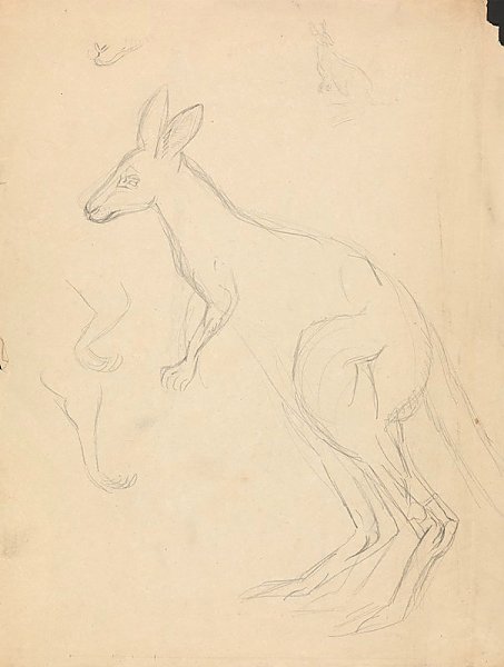 Two kangaroos with details