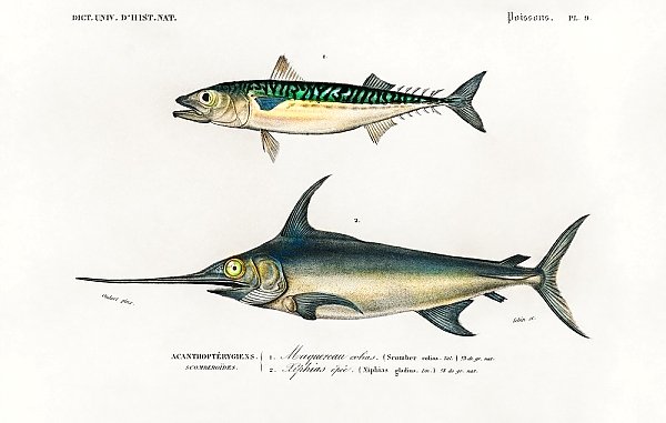 Разные виды рыб