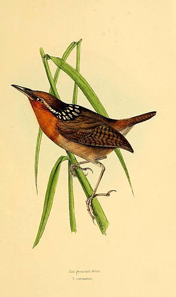 Red breasted Wren
