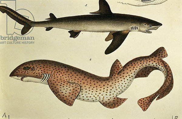 Lesser Spotted Dogfish, Pl.93 from 'Naturgeschichte und Abbildung der Fische' by H.R. Schinz, 1836