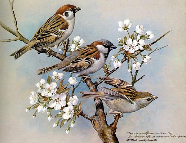 British Birds - Treesparrow (Housesparrow)