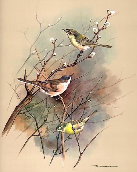 Chiffchaff Whitethroat And Willow Warbler