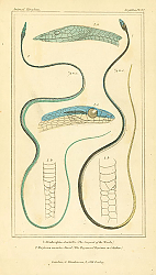 Постер Dendrophis ahaetiilla, Dryinus nasutus