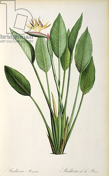 Strelitzia Reginae, from 'Les Strelitziaceae'