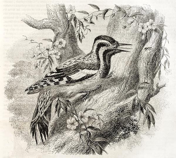 Woodpecker in North America(Sphyrapicus varius). Created by Freeman, published on Magasin Pittoresqu
