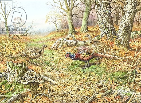 Pheasants with Blue Tits
