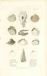 Постер Tridacna gigas, Tellina linguafelis, Cardwm fimbriatum, Venus, Chama croceata, Lucina Jamaicensis 1