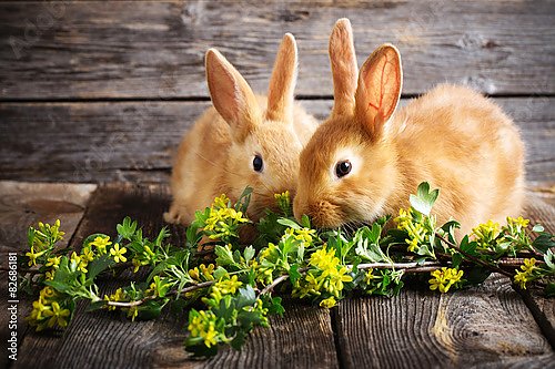 Два кролика с веткой желтых цветов