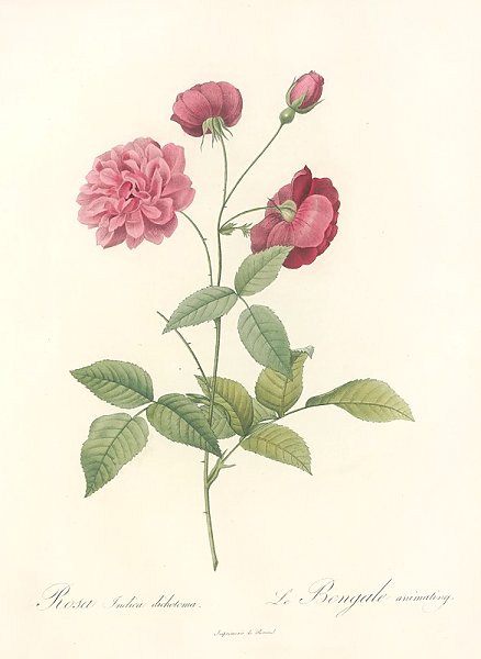 Rosa Indica Dichotoma