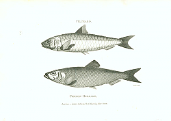 Постер Pilchard, Common Herring