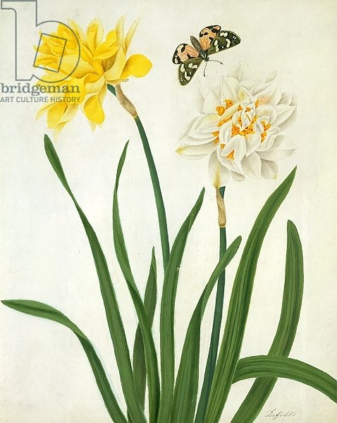 Narcissi and Butterfly