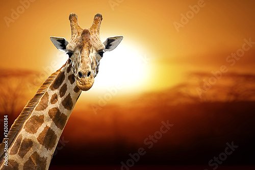 Портрет жирафа на фоне заходящего солнца