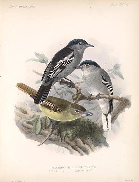 Птицы J. G. Keulemans №45