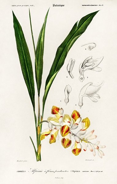 Карликовый кардамон (Alpinia nutans) 