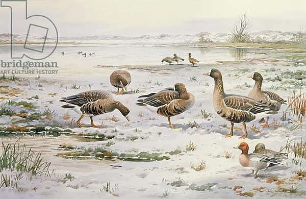 White Fronted Geese