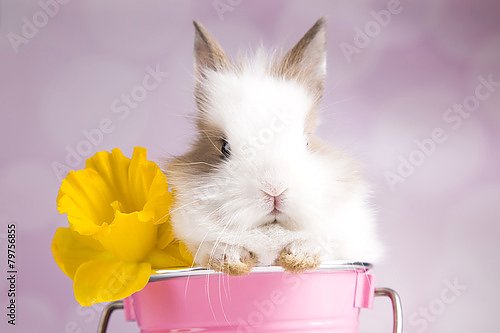 Кролик в ведерке с желтым цветком