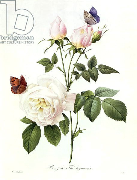 Rosa: Bengale the Hymenes, from 'Les Roses', 19th century