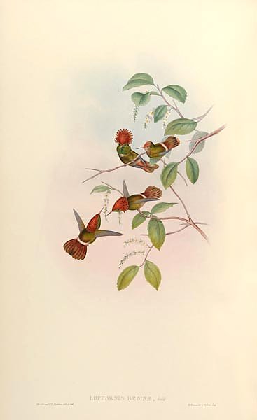 Lophornis Reginae