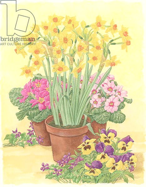 Pots of Spring Flowers, 2003