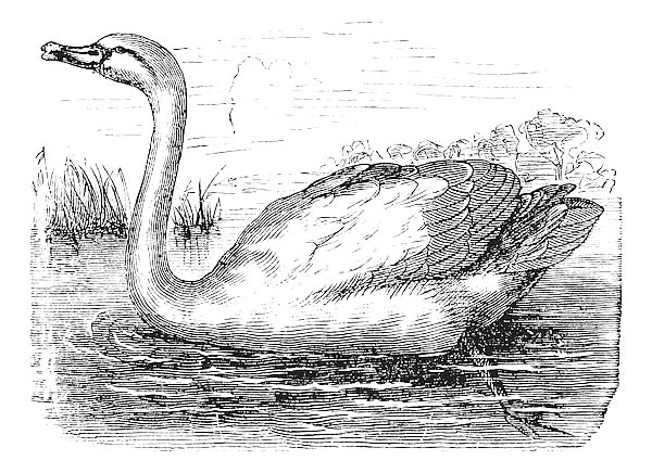 Mute Swan or Cygnus olor, vintage engraving