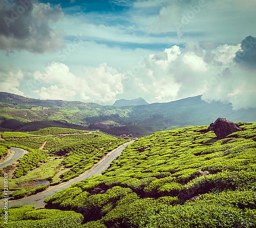 Чайные плантации в Индии 4
